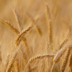 tax loss harvesting